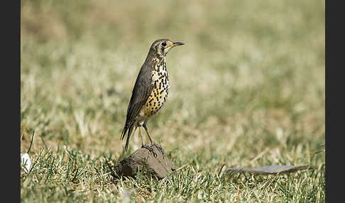 Äthiopiendrossel (Psophocichla simensis)