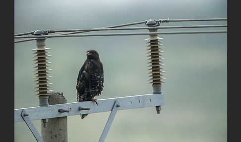 Augurbussard (Buteo augur)