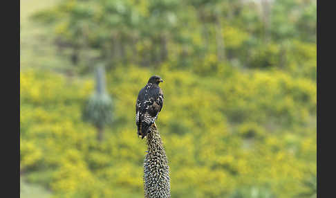 Augurbussard (Buteo augur)