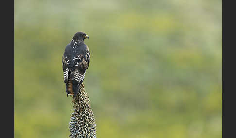 Augurbussard (Buteo augur)