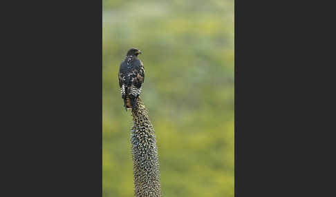 Augurbussard (Buteo augur)