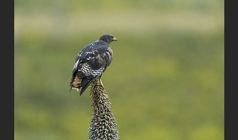 Augurbussard (Buteo augur)