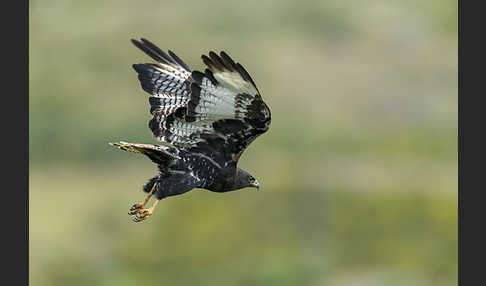 Augurbussard (Buteo augur)