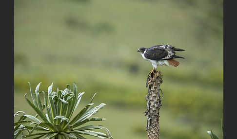 Augurbussard (Buteo augur)