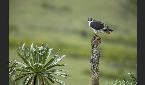 Augurbussard (Buteo augur)