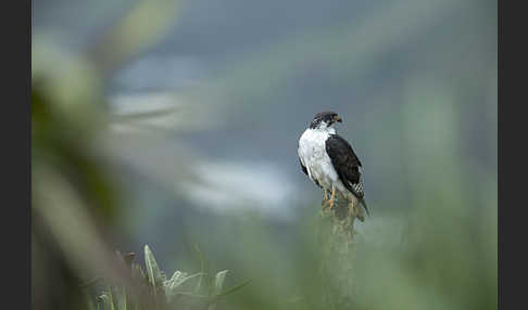 Augurbussard (Buteo augur)