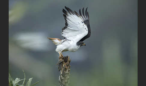 Augurbussard (Buteo augur)