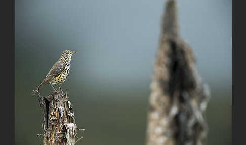 Äthiopiendrossel (Psophocichla simensis)