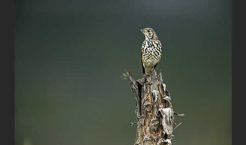 Äthiopiendrossel (Psophocichla simensis)