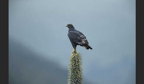 Augurbussard (Buteo augur)