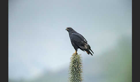 Augurbussard (Buteo augur)