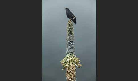 Augurbussard (Buteo augur)