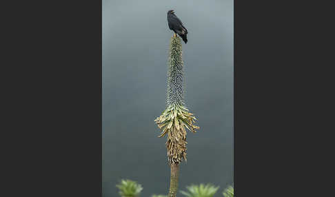 Augurbussard (Buteo augur)