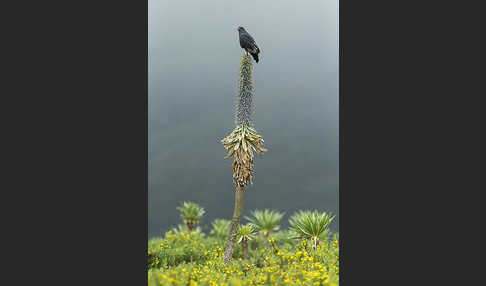 Augurbussard (Buteo augur)