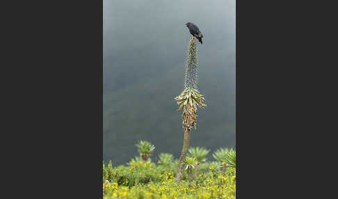 Augurbussard (Buteo augur)