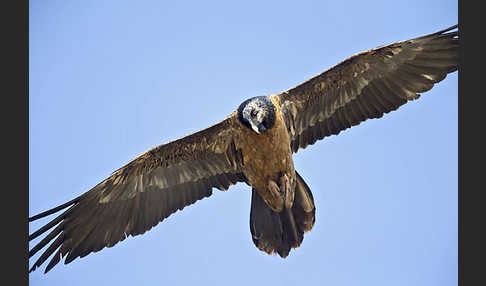 Bartgeier (Gypaetus barbatus)