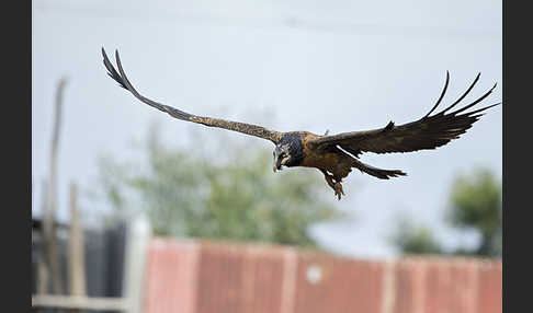 Bartgeier (Gypaetus barbatus)