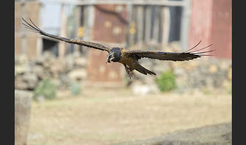 Bartgeier (Gypaetus barbatus)