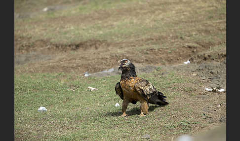 Bartgeier (Gypaetus barbatus)