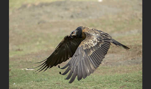 Bartgeier (Gypaetus barbatus)