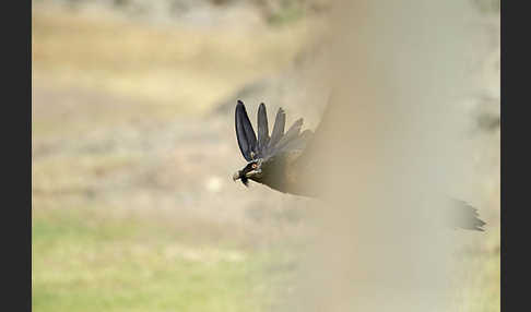 Bartgeier (Gypaetus barbatus)