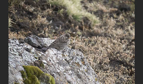 Ankoberhänfling (Serinus ankoberensis)