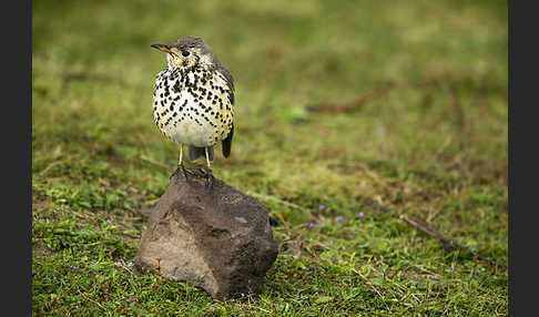 Äthiopiendrossel (Psophocichla simensis)