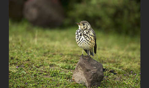 Äthiopiendrossel (Psophocichla simensis)