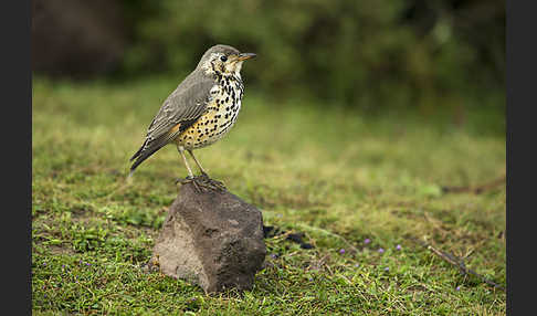 Äthiopiendrossel (Psophocichla simensis)