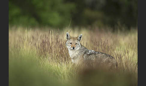 Afrikanischer Goldwolf (Canis anthus)