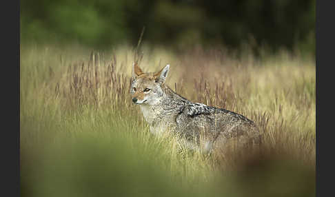 Afrikanischer Goldwolf (Canis anthus)