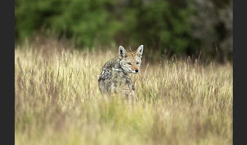 Afrikanischer Goldwolf (Canis anthus)