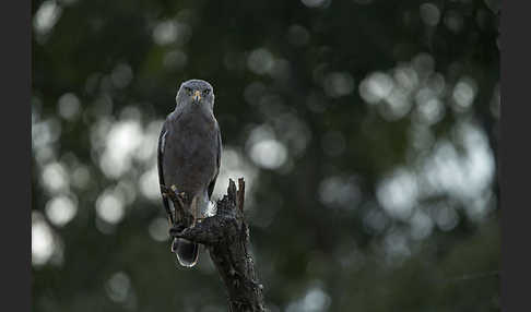 Bandschlangenadler (Circaetus cinerascens)