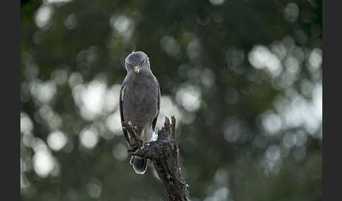 Bandschlangenadler (Circaetus cinerascens)