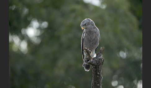 Bandschlangenadler (Circaetus cinerascens)