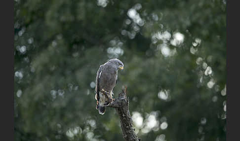 Bandschlangenadler (Circaetus cinerascens)