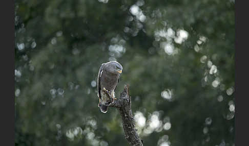 Bandschlangenadler (Circaetus cinerascens)