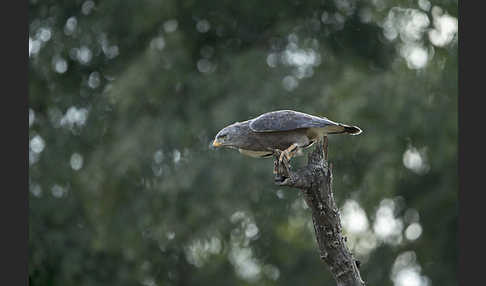 Bandschlangenadler (Circaetus cinerascens)