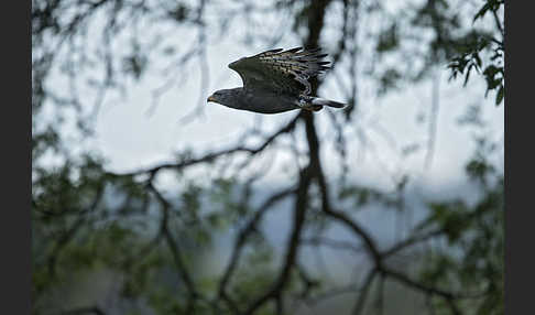 Bandschlangenadler (Circaetus cinerascens)