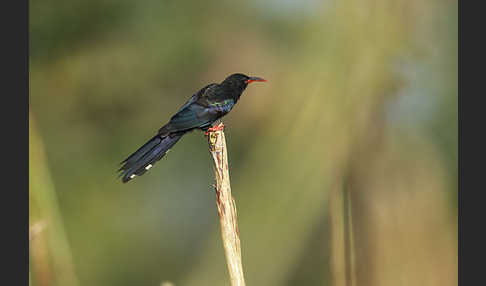 Baumhopf (Phoeniculus purpureus)