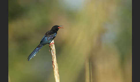 Baumhopf (Phoeniculus purpureus)