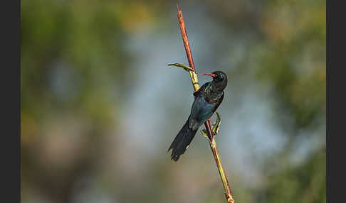 Baumhopf (Phoeniculus purpureus)