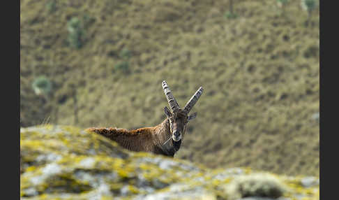 Äthiopischer Steinbock (Capra walie)