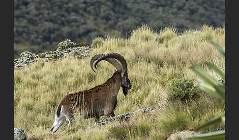 Äthiopischer Steinbock (Capra walie)