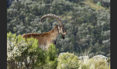 Äthiopischer Steinbock (Capra walie)