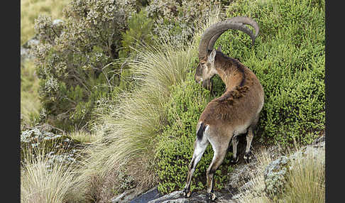 Äthiopischer Steinbock (Capra walie)