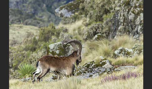 Äthiopischer Steinbock (Capra walie)