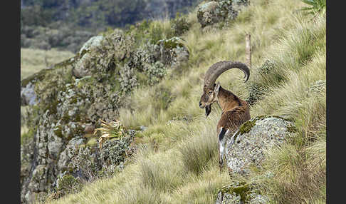 Äthiopischer Steinbock (Capra walie)