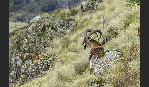 Äthiopischer Steinbock (Capra walie)