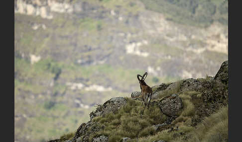 Äthiopischer Steinbock (Capra walie)